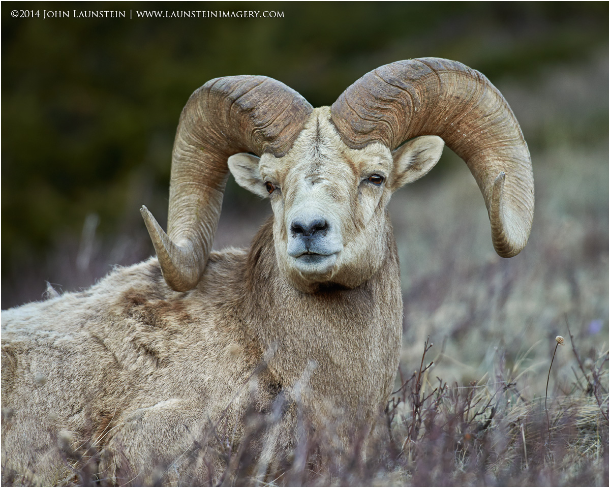 bighorn-ram-bedded-portrait-1200 – Launstein Imagery | The Wildlife ...