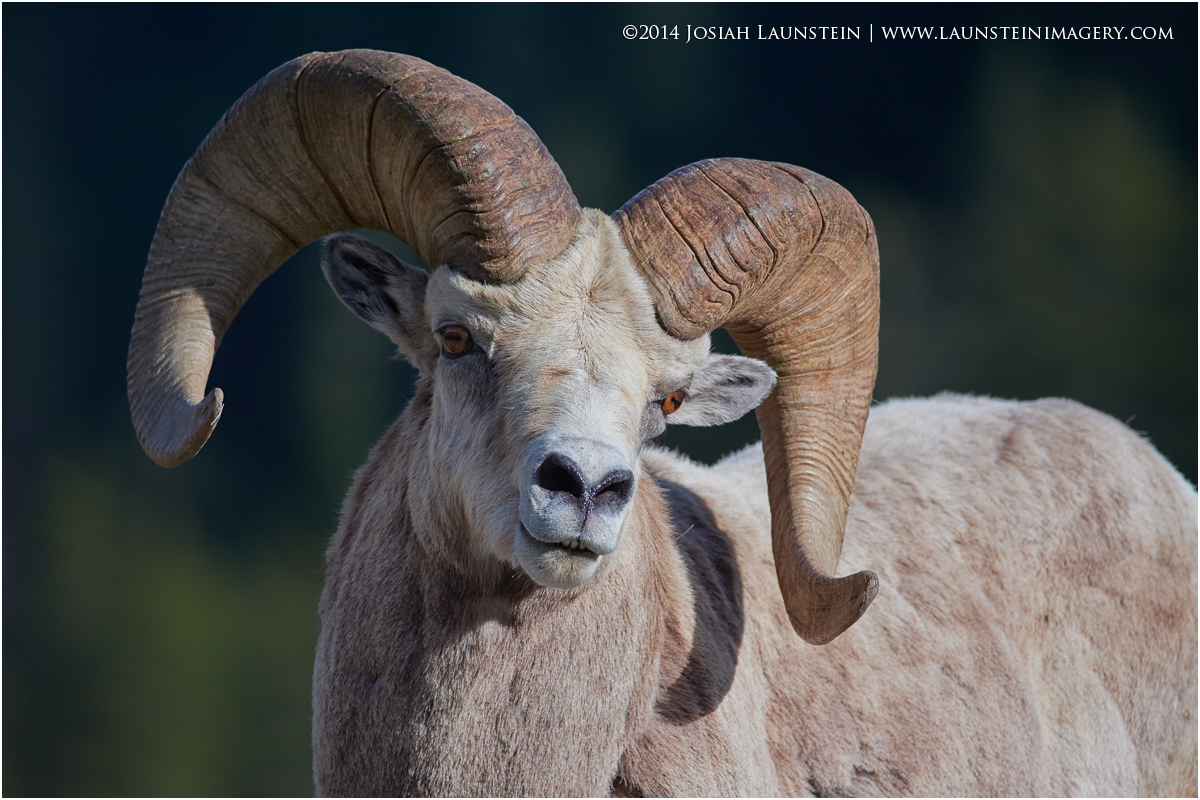 bighorn-ram-horizontal-portrait-1200 – Launstein Imagery | The Wildlife ...