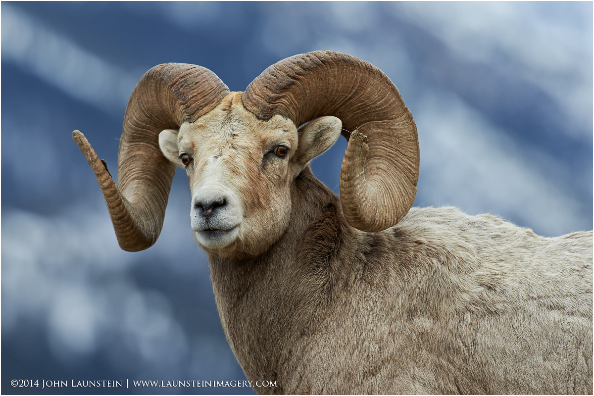 Bighorn Ram in Blue 8×10 matted – Launstein Imagery | The Wildlife ...