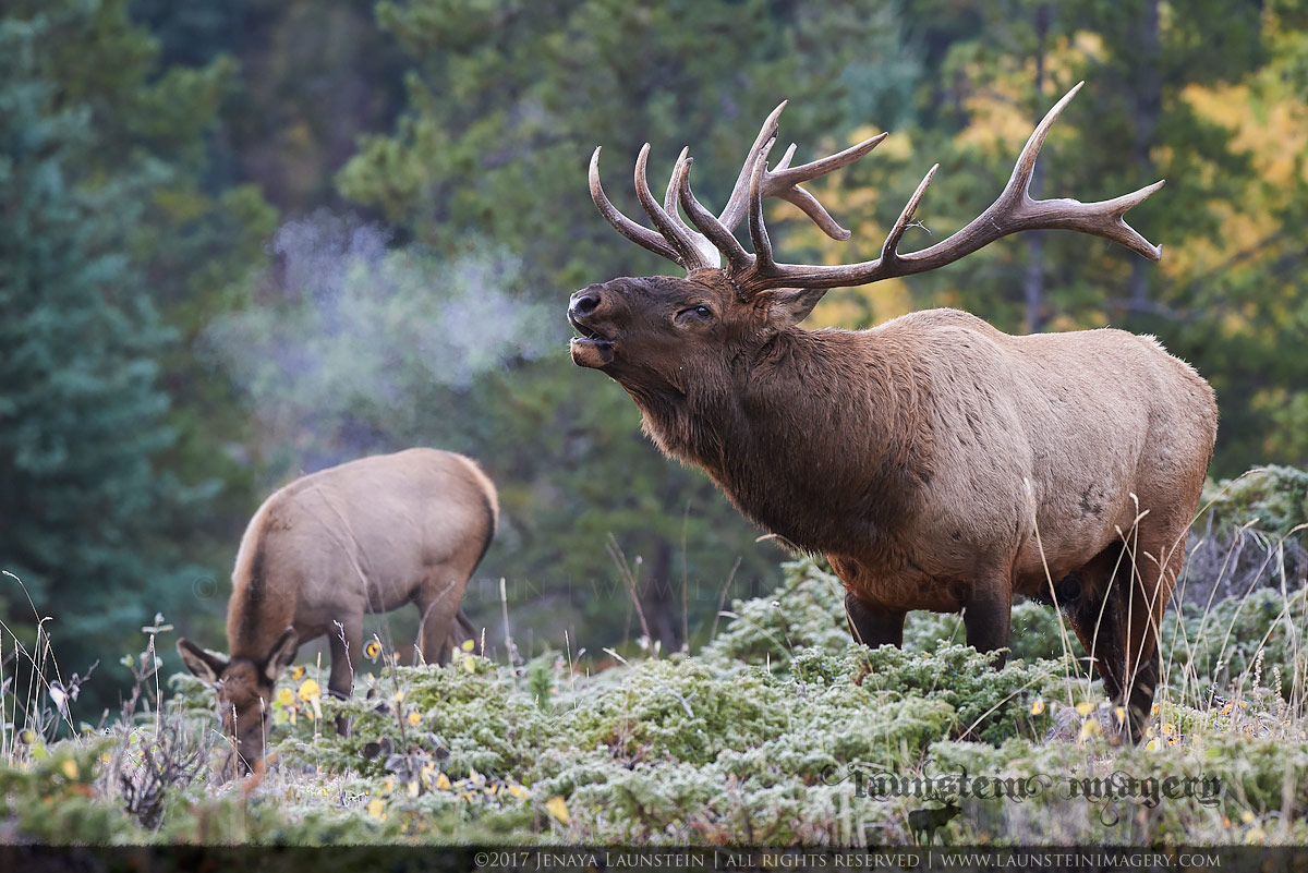 JenayaLaunstein_bul-elk-bugling-with-steam–cow-in-background_1200px ...